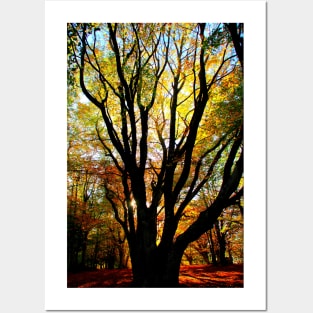 Incredible beech tree with multiple trunks and autumn leaves sunlit from behind in Canfaito forest Posters and Art